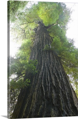 Low-Angle View Of Redwood Tree
