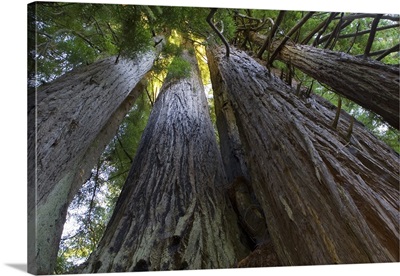 Low-Angle View Of Redwood Trees