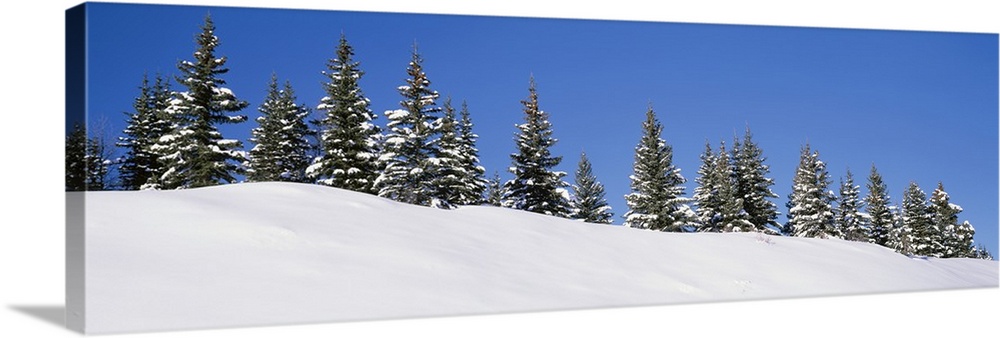 Low angle view of Spruce trees, San Juan Mountains, Colorado
