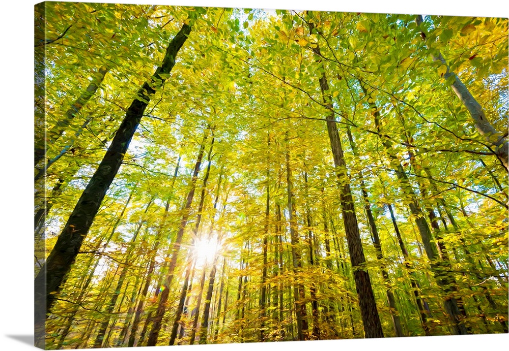 Low angle view of sun shining through trees, Baden-Wurttemberg, Germany