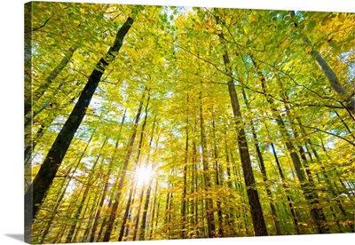 Low angle view of sun shining through trees, Baden-Wurttemberg, Germany