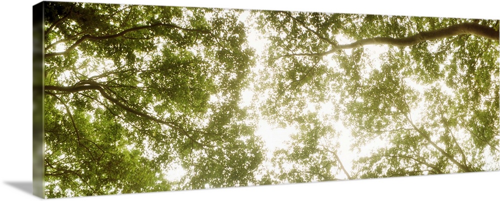 Low angle view of sunlight shining through the trees in summer.