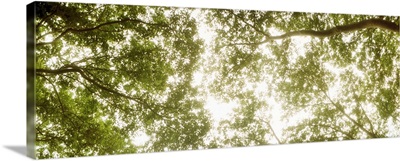 Low angle view of sunlight shining through the trees in summer