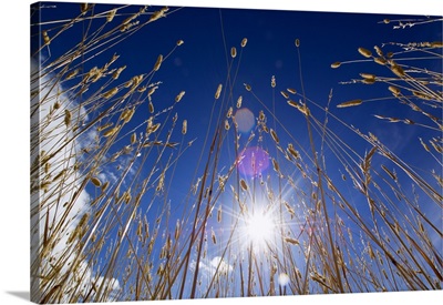 Low angle view of sunstar through grasses, blue sky.