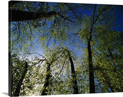 Low angle view of tree canopy in spring, Upper Mississippi National Wildlife Refuge, Iowa