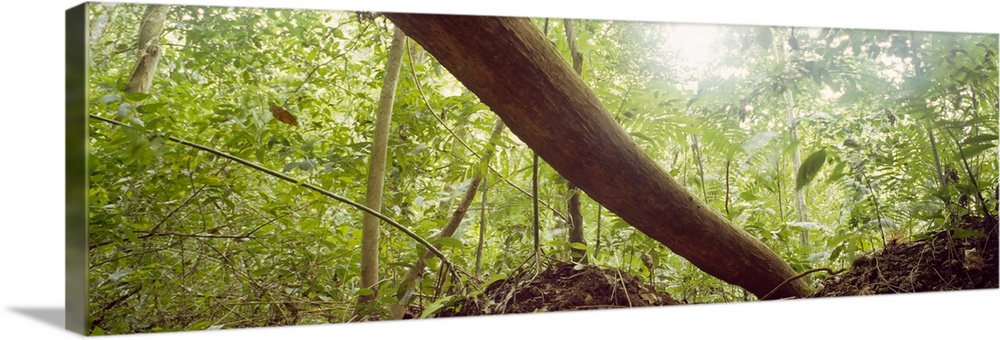 Low angle view of tree trunk, Carara National Park, Costa Rica