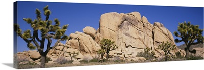 Low angle view of trees and rocks in a park, Joshua Tree National Monument, California