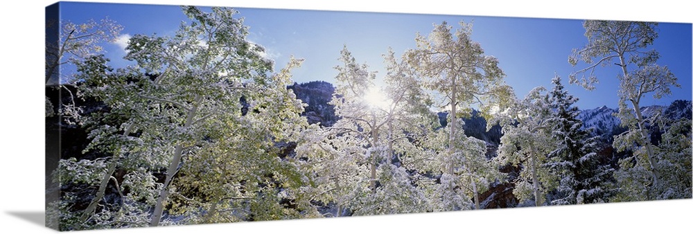 Low angle view of trees covered with snow, Maroon Bells, Aspen, Colorado