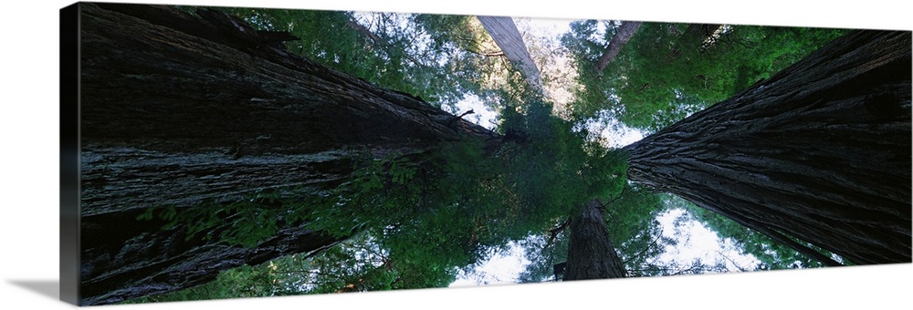 A photograph is taken while lying on the ground and looking straight up through the tops of Redwood trees.
