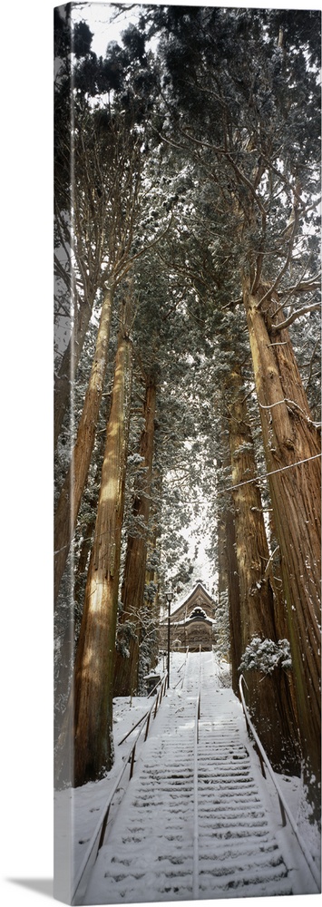 Low angle view of trees, Nagano, Tokyo Prefecture, Japan