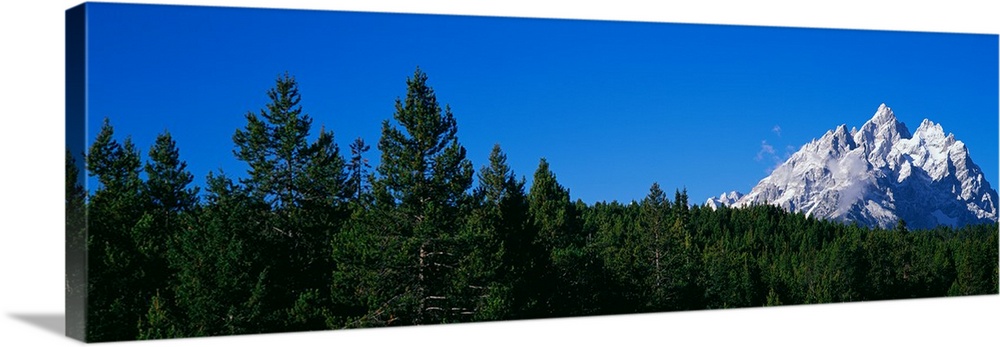 Low angle view of trees with mountain range in the background, Cathedral Group, Jackson Hole, Grand Teton National Park, W...