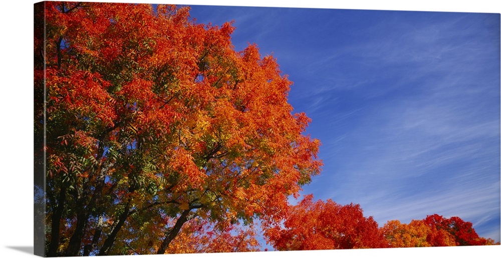 Low angle view of trees with red leaves, Rocklin, Placer County, California