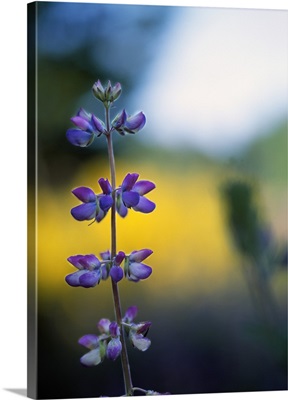 Lupine Flower Blossoms