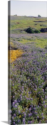 Lupines and Goldfields (Lasthenia) in a field, Table Mountain, Sacramento Valley, Butte County, California