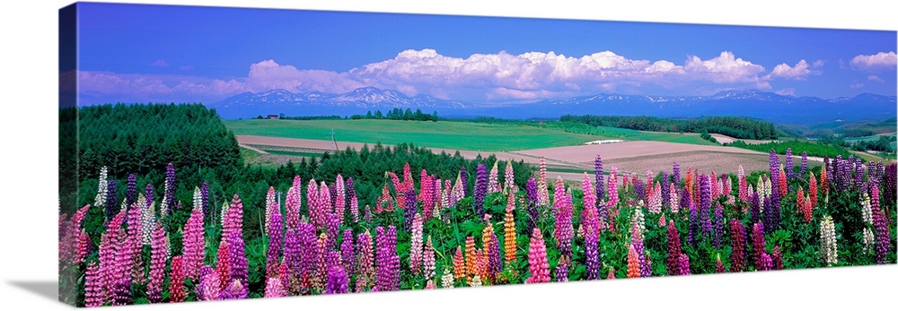 Panoramic photograph of flower meadow with flatlands in the distance on a cloudy day.