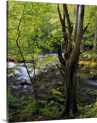 Lush foliage along Little River, Great Smoky Mountains National Park, Tennessee