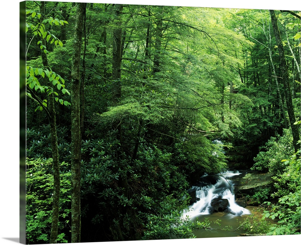 Landscape photograph on a big canvas of water rushing along Wildcat Creek, surrounded by the dense, overgrown Chattahooche...