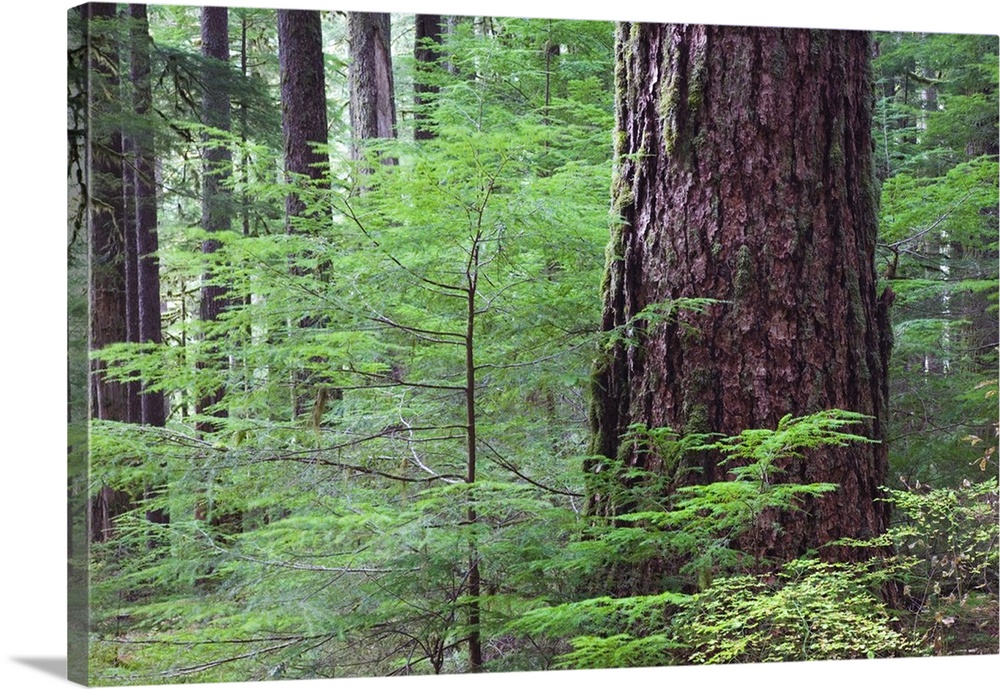 Lush foliage in old-growth rain forest, Sol Duc Valley, Olympic National Park, Washington
