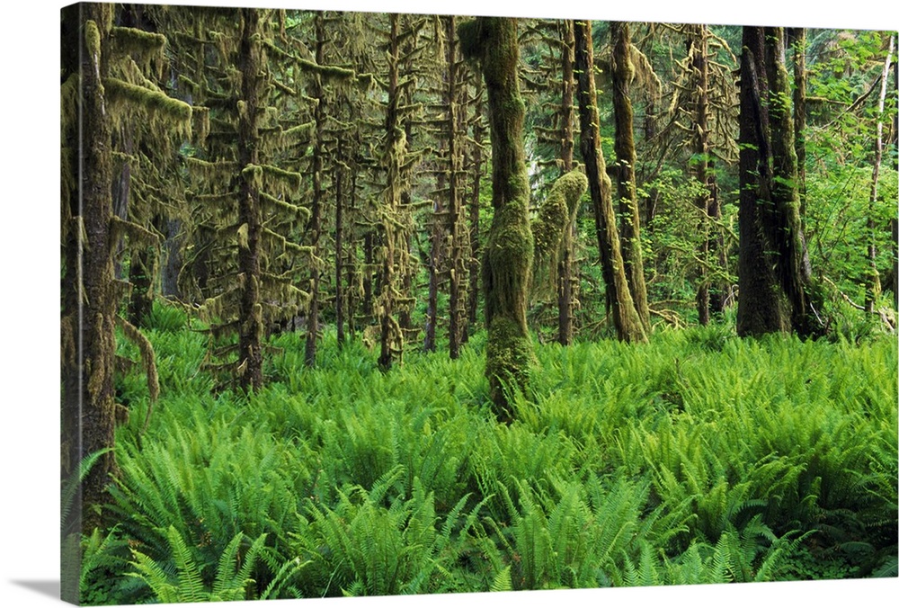 Lush foliage, old-growth trees, Hoh Rain Forest, Olympic National Park, Washington, united states,