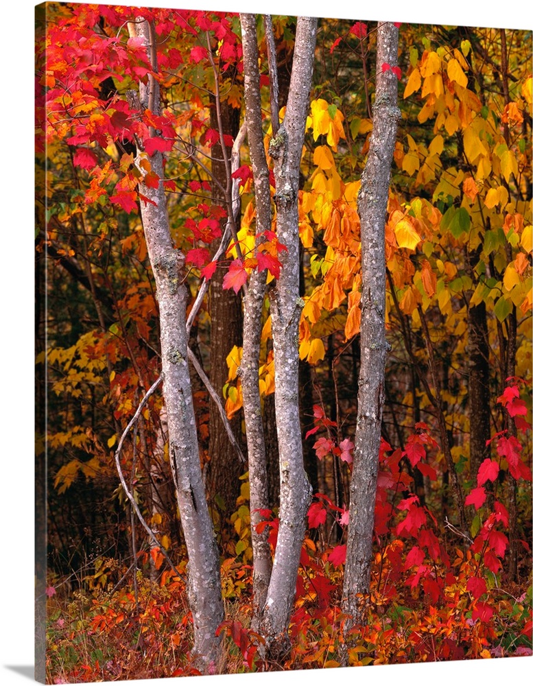 Portrait photograph of bright, autumn colored leaves on maple trees in a forest, in Maine.