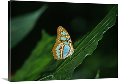 Malachite butterfly (Siproeta stelenes) on leaf, close-up.