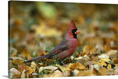 Male Cardinal (Cardinalis Cardinalis)