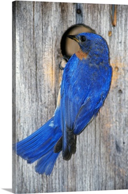 Male Eastern Bluebird (Sialia Sialis) On Wooden Birdhouse