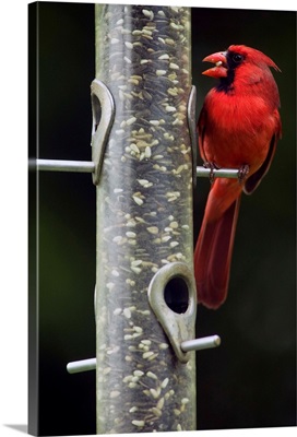 Male northern cardinal (Cardinalis cardinalis) feeding from bird feeder, selective focus profile, North Carolina