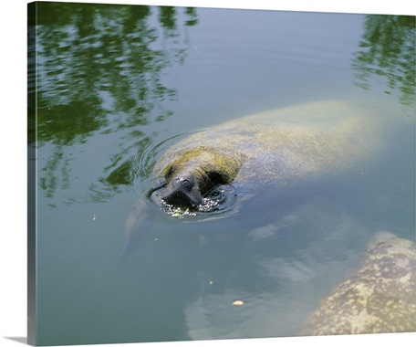 Manatee Eating Lettuce Florida Keys FL Wall Art, Canvas ...