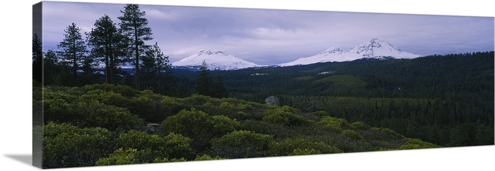 Manzanita (Arctostaphylos manzanita) trees in a forest with mountains in the background, Three Sisters, Cascade Range, Des...