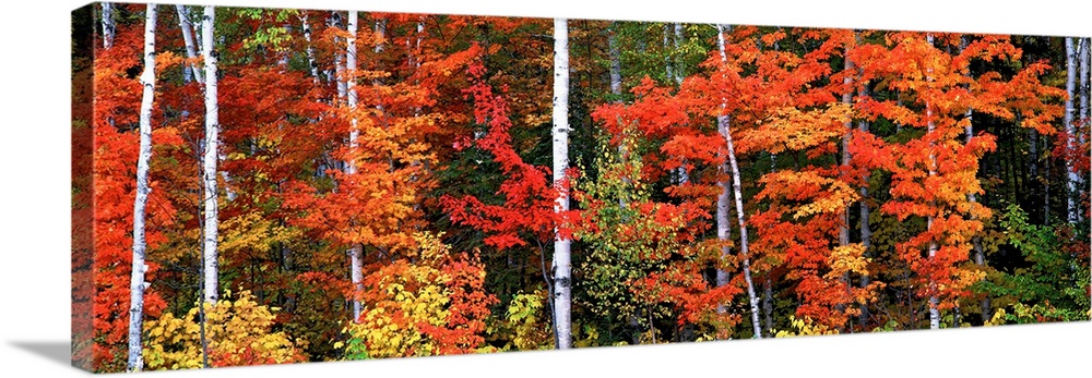 Fall has come to the woods in this panoramic photograph on wall art for the home or office.