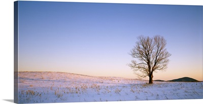 Maple in Winter Peacham VT