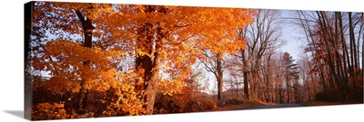 Maple tree in autumn, Litchfield Hills, Connecticut