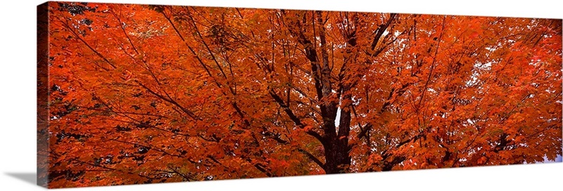 Maple tree in autumn, Vermont, | Great Big Canvas