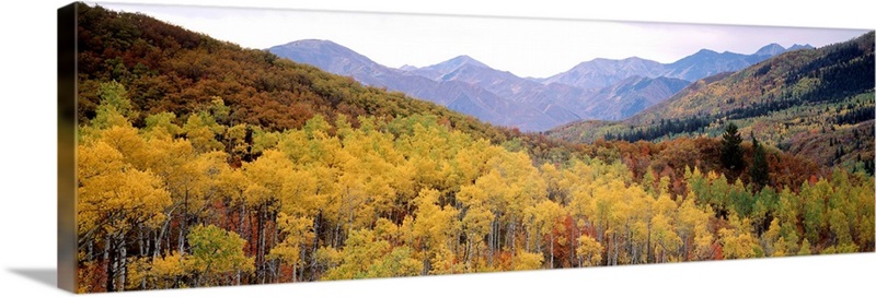 Maple trees in a forest, Utah | Great Big Canvas