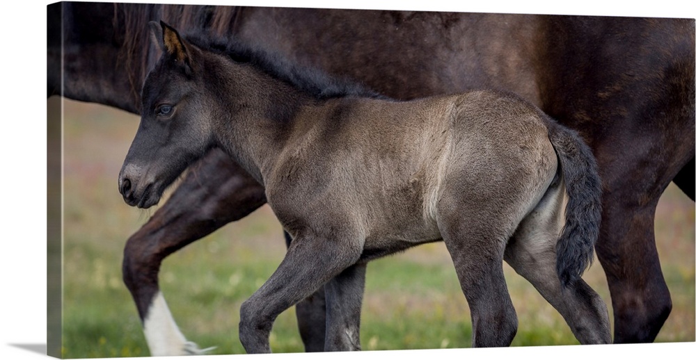 Mare And Foal, Icelandic-Purebred Horses, Iceland