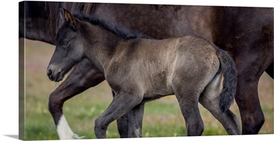 Mare And Foal, Icelandic-Purebred Horses, Iceland