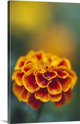 Marigold flower blooming, selective focus close up.