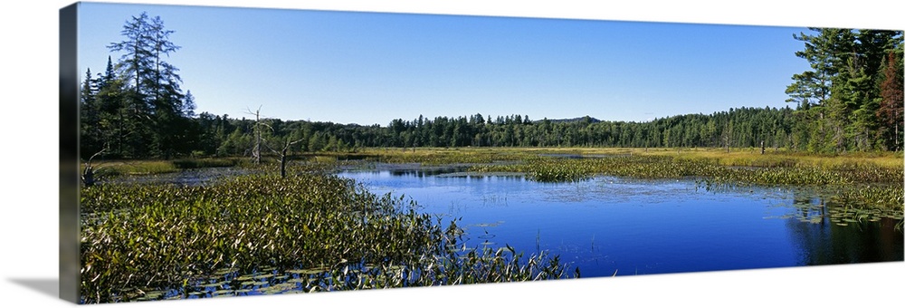 Marsh in a forest, Adirondack State Park, Adirondack Mountains, New York State