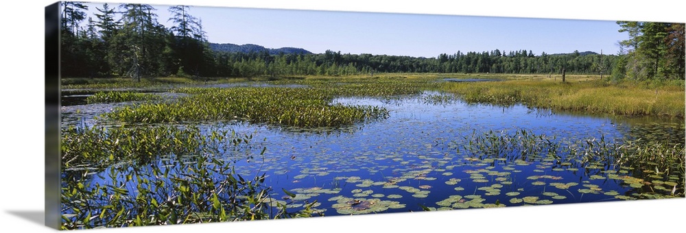 Marsh in a forest, Heron Marsh, Adirondack State Park, Adirondack Mountains, New York State