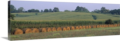 Maryland, Baltimore, Hay bales near a corn field