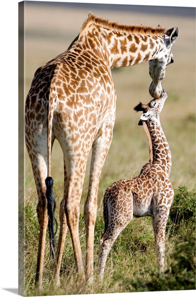 Large photograph focuses on a large African mammal with a very long neck and forelegs nuzzling its offspring within an ope...