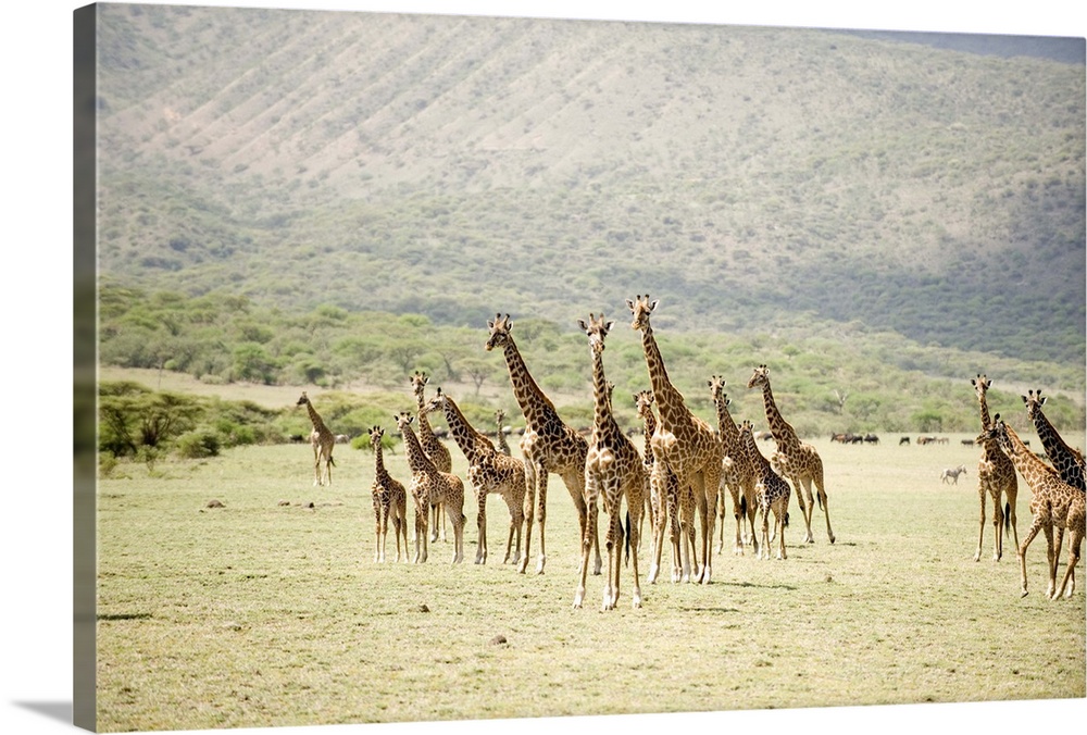 Masai giraffes in a forest, Lake Manyara, Tanzania