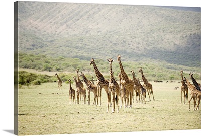 Masai giraffes in a forest, Lake Manyara, Tanzania