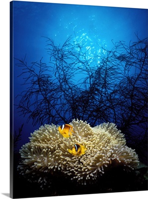 Mat anemone and Allards anemonefish (Amphiprion allardi) in the ocean
