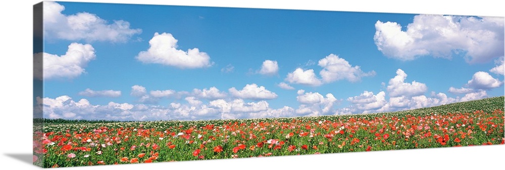 Meadow flowers with cloudy sky in background