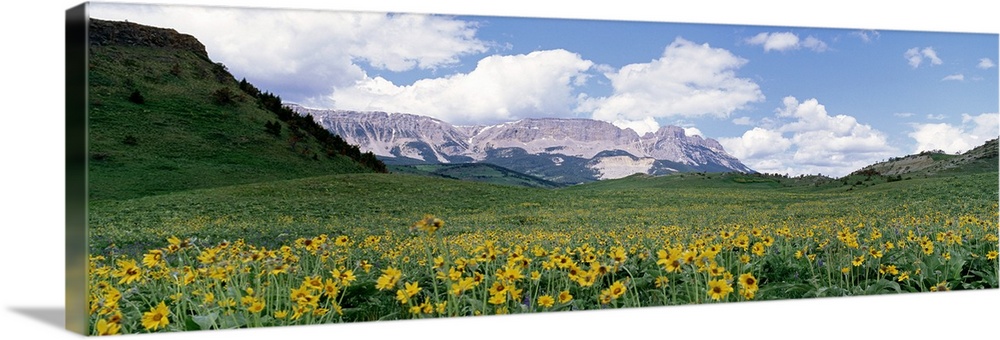 Meadow Rocky Mountain Front MT