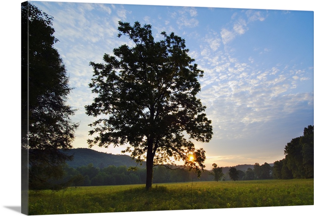 Landscape photograph on a big wall hanging of the silhouette of a tree in the foreground of an open meadow in Cades Cove, ...