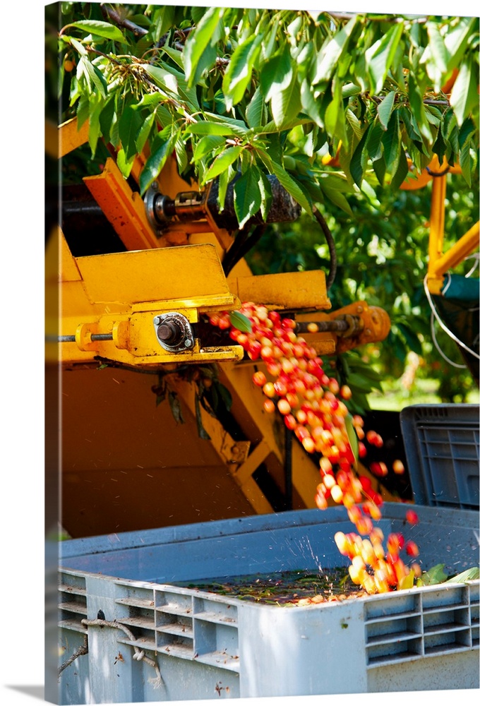 Mechanical harvester shaking cherry trees to dislodge cherries, Cucuron, France