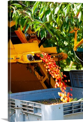 Mechanical harvester shaking cherry trees to dislodge cherries, Cucuron, France